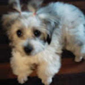 Meet your Posher, Tilly